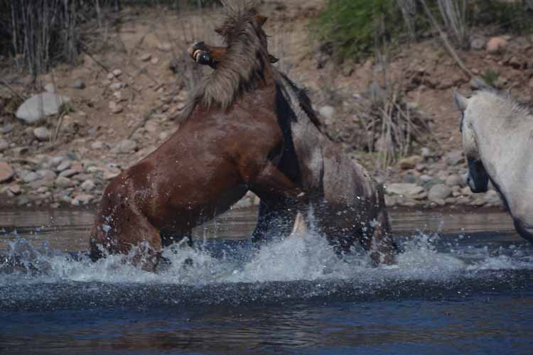 mustangs